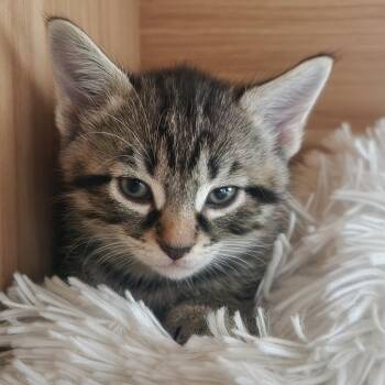 Rescue Domestic Short Hair Cats for Adoption in Chicago, Illinois - Bruno Mars | PetCurious