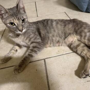 Wind -  Domestic Short Hair Cat for Adoption in Brea, California - Wind | PetCurious