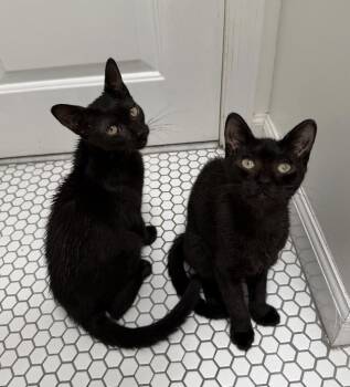 Mario & Luigi -  Domestic Short Hair Cat for Adoption - Mario & Luigi | PetCurious