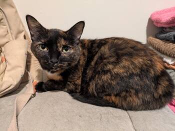 Gypsy -  Domestic Short Hair Cat for Adoption in Bloomington, Indiana - Gypsy | PetCurious