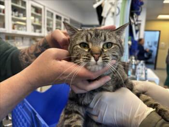 Domestic Short Hair Cats Available for Adoption - LADY GREY | PetCurious