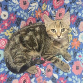 Rose - Professional Snugglebug -  Domestic Short Hair Cat for Adoption in Hamilton, Ontario - Rose - Professional Snugglebug | PetCurious