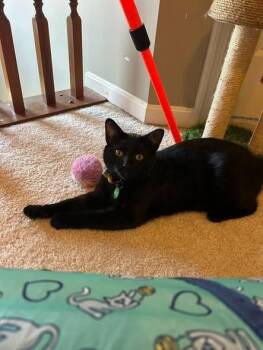 Domestic Short Hair Cats Available for Adoption - Gourdo | PetCurious