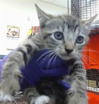 Domestic Short Hair Cats Available for Adoption in Doral, Florida - KALEB | PetCurious