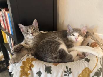 Rescue American Shorthair Cats for Adoption in Peoria, Arizona - June (and Miles) | PetCurious