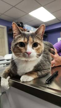 Elle -  Calico Cat for Adoption in Belton, Missouri - Elle | PetCurious