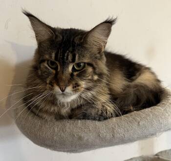 Maine Coon Cats Available for Adoption in Federalsburg, Maryland - Avalon | PetCurious