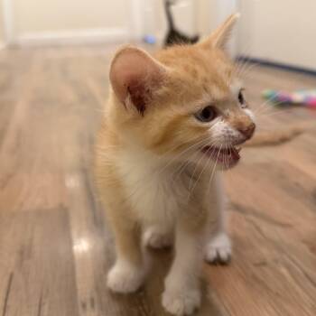Blathers -  Tabby Cat for Adoption in Marfa, Texas - Blathers | PetCurious