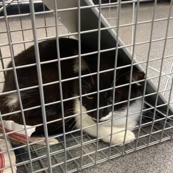 Domestic Short Hair Cats Available for Adoption in Montgomery, Alabama - Domino | PetCurious