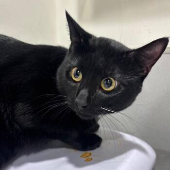 Joey 2 -  Domestic Short Hair Cat for Adoption in Tampa, Florida - Joey 2 | PetCurious
