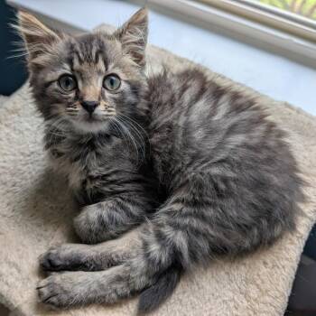 Quarter Pounder -  Domestic Medium Hair Cat for Adoption in Chattanooga, Tennessee - Quarter Pounder | PetCurious