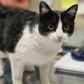 Moxie -  Domestic Short Hair Cat for Adoption in Wickenburg, Arizona - Moxie | PetCurious