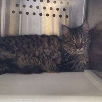 Domestic Medium Hair and Domestic Short Hair Cats Available for Adoption - Briar | PetCurious