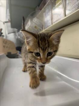 *NAT -  Domestic Short Hair Cat for Adoption in Woodland, California - *NAT | PetCurious