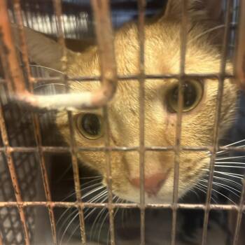 Domestic Short Hair Cats Available for Adoption in Philadelphia, Pennsylvania - Anchor | PetCurious