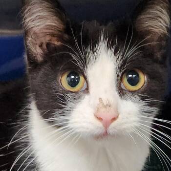 Domestic Short Hair Cats Available for Adoption - Nelson K46321 | PetCurious