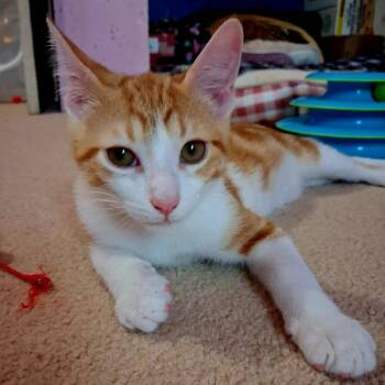 WUZZLE -  Domestic Short Hair Cat for Adoption in Delhi, Ontario - WUZZLE | PetCurious