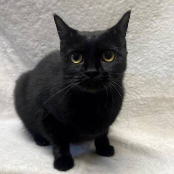 Nyx -  Domestic Short Hair Cat for Adoption in Versailles, Kentucky - Nyx | PetCurious