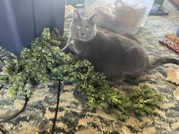 Benny -  Domestic Short Hair Cat for Adoption in Derry, New Hampshire - Benny | PetCurious