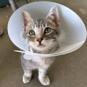 Costa -  Domestic Short Hair Cat for Adoption in Leander, Texas - Costa | PetCurious