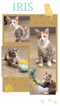 Iris -  Domestic Short Hair Cat for Adoption in Hobart, Indiana - Iris | PetCurious