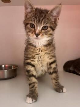 Vander -  Domestic Short Hair Cat for Adoption in West Chester, Pennsylvania - Vander | PetCurious