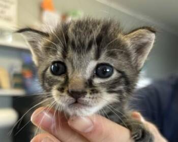 Luka -  Domestic Short Hair Cat for Adoption in West Memphis, Arkansas - Luka | PetCurious