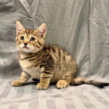 Goose -  Domestic Short Hair Cat for Adoption in Franklin, Tennessee - Goose | PetCurious