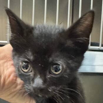 Rescue Domestic Short Hair Cats for Adoption in Galveston, Texas - Michelangelo | PetCurious