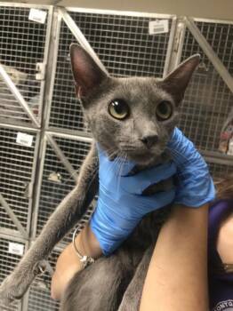 A429880 -  Domestic Short Hair Cat for Adoption in Conroe, Texas - A429880 | PetCurious