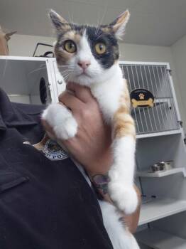 Domestic Short Hair Cats Available for Adoption in Tulare, California - Autumn | PetCurious