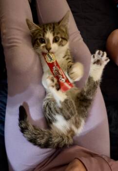 Rescue American Shorthair Cats for Adoption in Hagaman, New York - Carbucketty | PetCurious