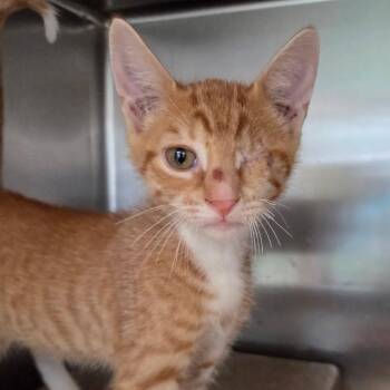 Jack -  Domestic Short Hair Cat for Adoption in Hattiesburg, Mississippi - Jack | PetCurious