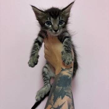 Dean Winchester -  Domestic Short Hair Cat for Adoption in Webster, Texas - Dean Winchester | PetCurious