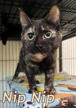 Domestic Short Hair Cats Available for Adoption - Nip Nip | PetCurious