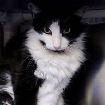 Sylvester -  Domestic Short Hair Cat for Adoption in Austin, Texas - Sylvester | PetCurious