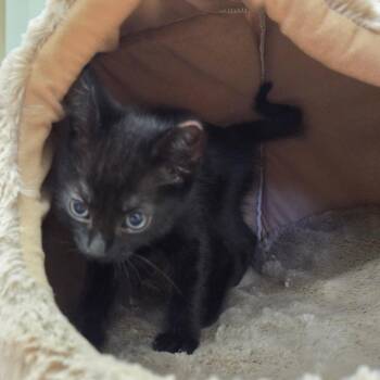 Biscuit -  Domestic Short Hair Cat for Adoption in Spokane, Washington - Biscuit | PetCurious