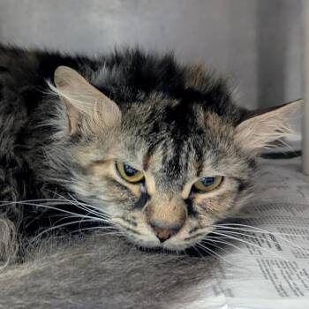 Spaghetti -  Domestic Long Hair Cat for Adoption in Springfield, Illinois - Spaghetti | PetCurious