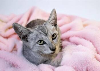 MAGNOLIA -  Domestic Short Hair Cat for Adoption in Fort Lauderdale, Florida - MAGNOLIA | PetCurious