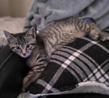 Deb -  Domestic Short Hair Cat for Adoption in Woodbridge Township, New Jersey - Deb | PetCurious