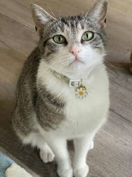 Domestic Short Hair Cats Available for Adoption in Houston, Texas - Michiwi | PetCurious