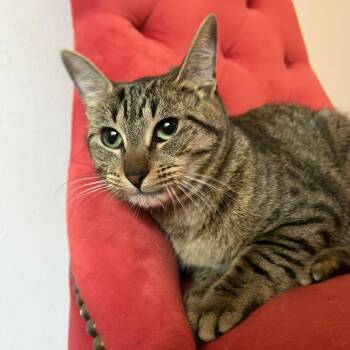 Maira -  Tabby and Domestic Short Hair Cat for Adoption in South Houston, Texas - Maira | PetCurious
