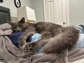 Rescue Domestic Medium Hair Cats for Adoption in Houston, Texas - Ash | PetCurious