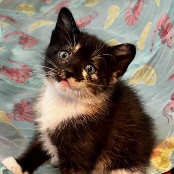 Nova -  Domestic Short Hair Cat for Adoption in Zimmerman, Minnesota - Nova | PetCurious