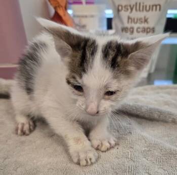 Fable -  Domestic Short Hair Cat for Adoption in Fresno, California - Fable | PetCurious
