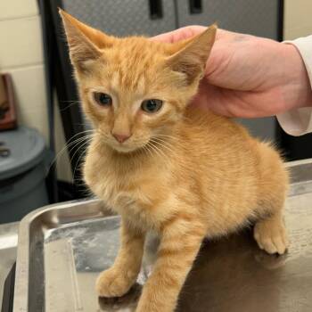 Copper 26-07-028 -  Domestic Short Hair Cat for Adoption in Bastrop, Texas - Copper 26-07-028 | PetCurious