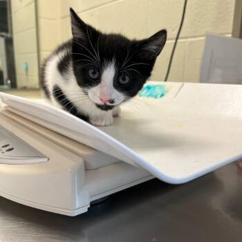 Domestic Short Hair Cats Available for Adoption in Charlottesville, Virginia - Tiffany