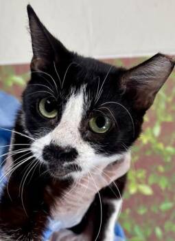 Grizzly -  Domestic Short Hair Cat for Adoption in San Antonio, Texas - Grizzly | PetCurious