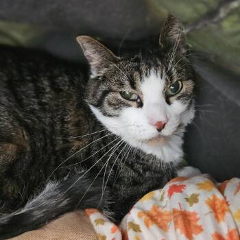 Domestic Short Hair Cats Available for Adoption - Kona | PetCurious