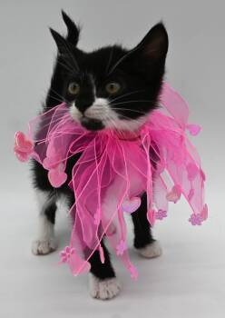 Tuxedo Cats Available for Adoption in Mobile, Alabama - Clarice | PetCurious